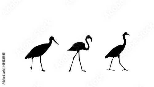 Animation with stork, heron and flamingo walking on the white background