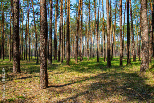 Pine forest trees in sunlight against a blue sky. Green grass. Coniferous trees. Pine forest. Blue sky. Green plants. Natural landscape. Environment. Eco system. Beauty in nature.