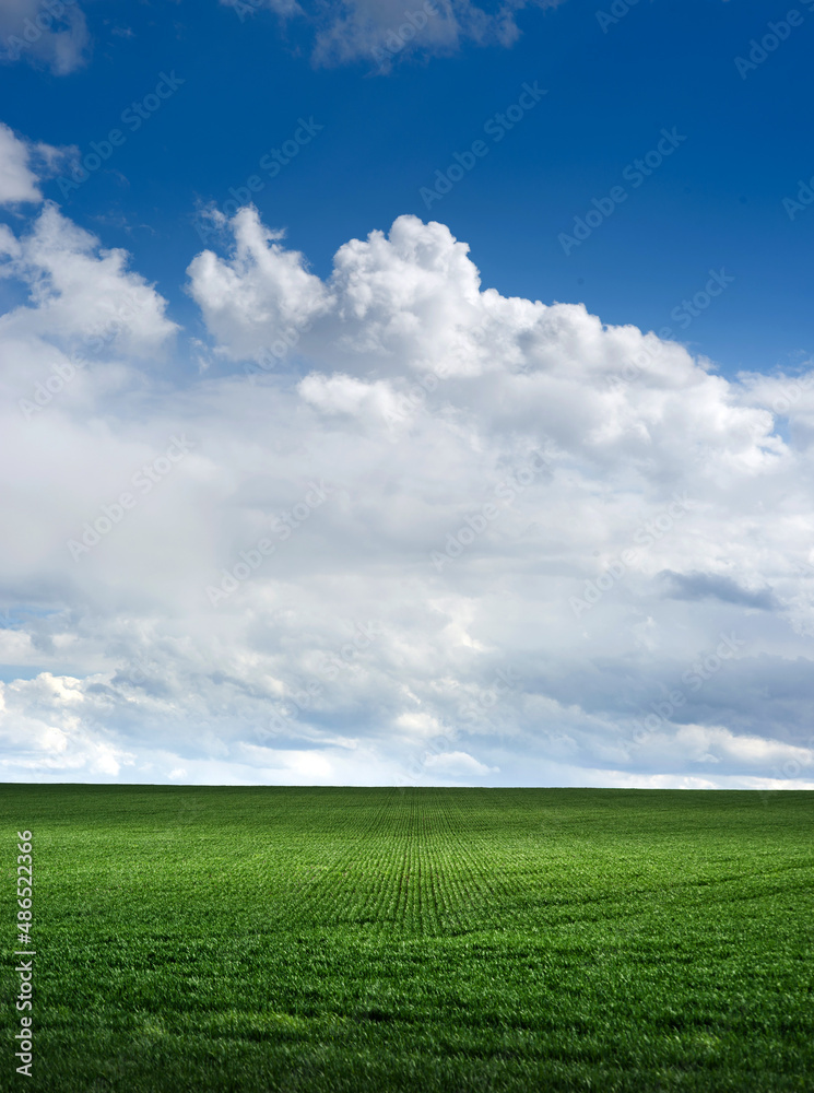 green field of young shoots , the concept of agriculture, planted wheat or rye field and picturescue sky clouds at springtime