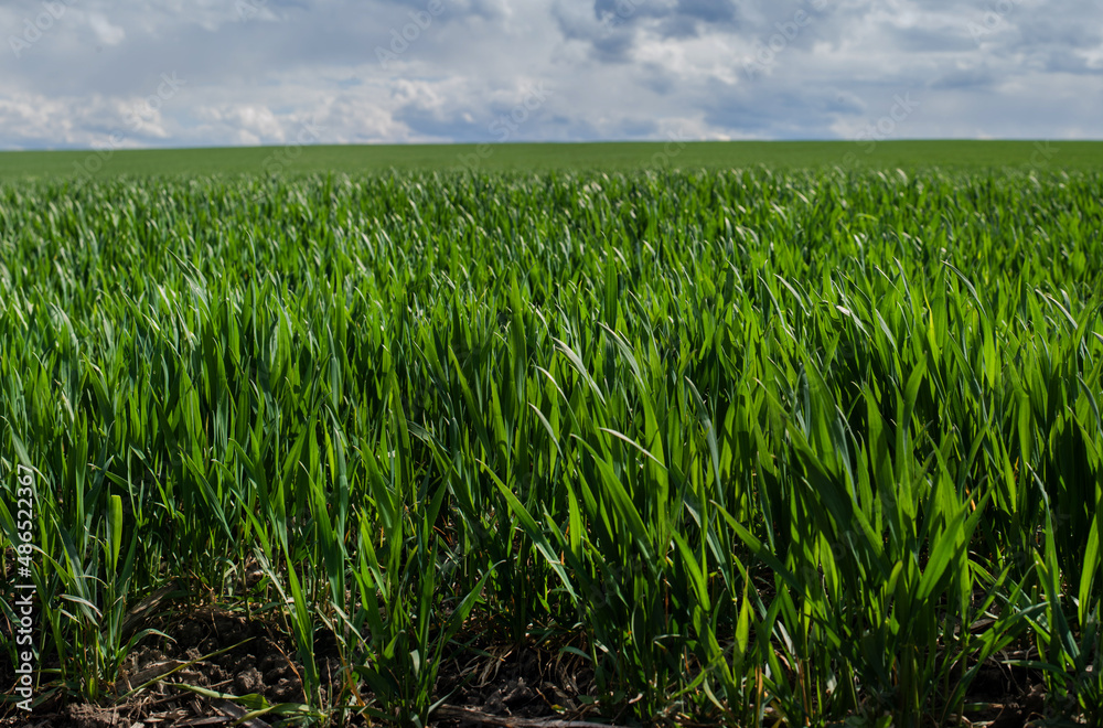 young sprouts, sowing wheat close up and beautiful sky with clouds in the background young sprouts, sowing wheat close up and beautiful sky with clouds in the background