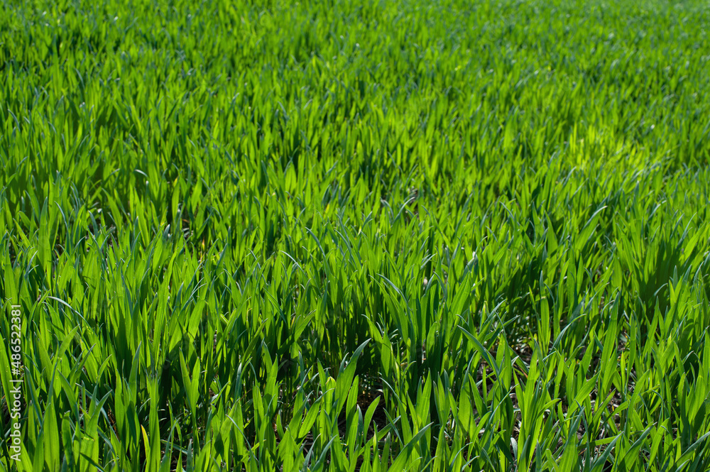 Fototapeta premium green sprouts of winter wheat or rye fragment at early spring close up
