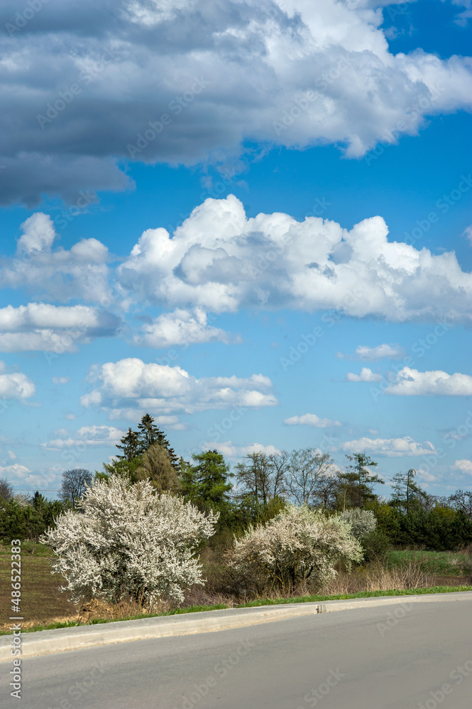 Fototapeta premium spring landscape with flowering trees near road and picturescue sky with clouds at springtime