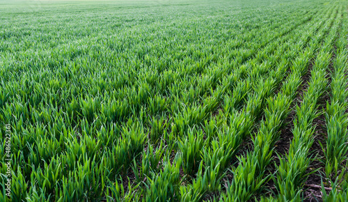 rows of green young shoots , the concept of agriculture, planted wheat or rye field photo