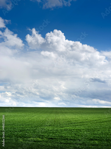 green field of young shoots , the concept of agriculture, planted wheat or rye field and picturescue sky clouds at springtime photo