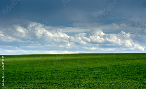 green field of winter wheat, early spring with beautiful sky