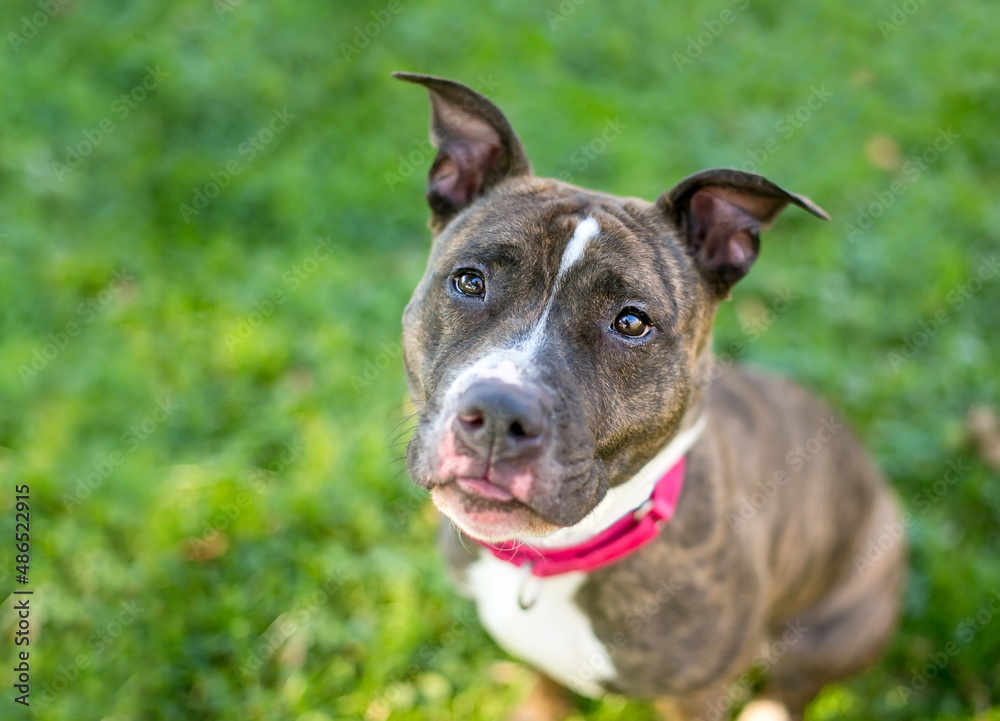 A brindle and white Pit Bull Terrier mixed breed dog wearing a red collar and looking up at the camera