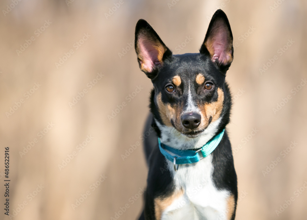 A tricolor Australian Cattle Dog mixed breed with large ears and wearing a blue martingale collar