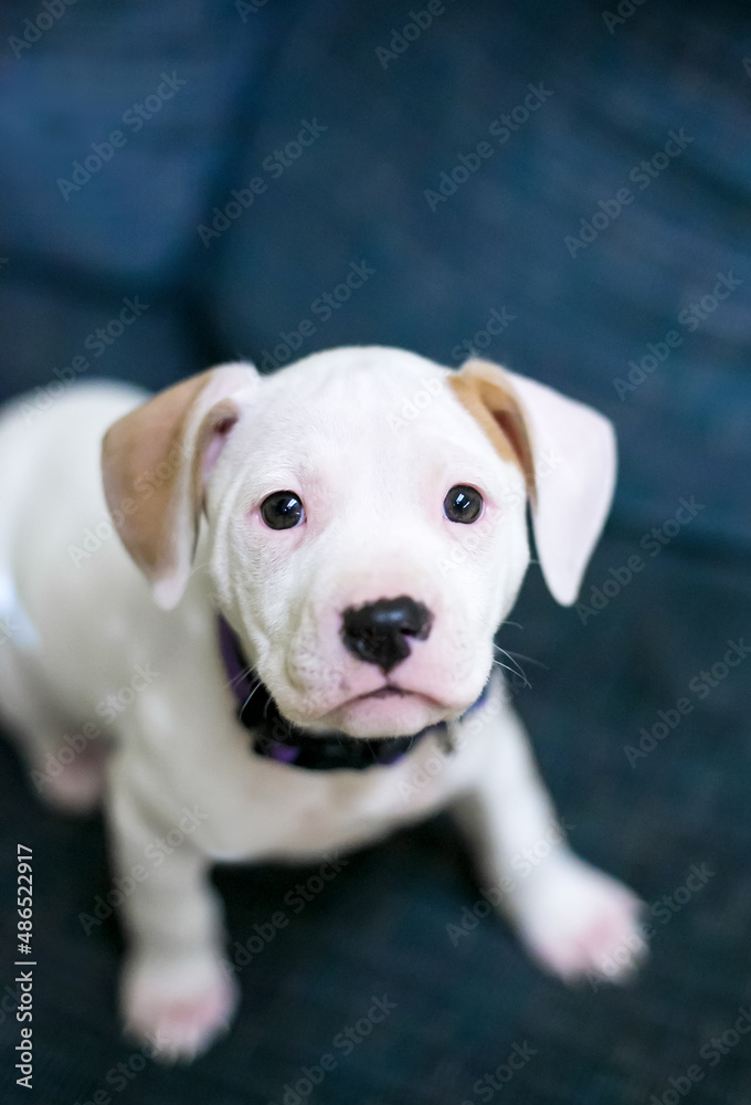A white mixed breed puppy sitting on a couch and looking up at the camera