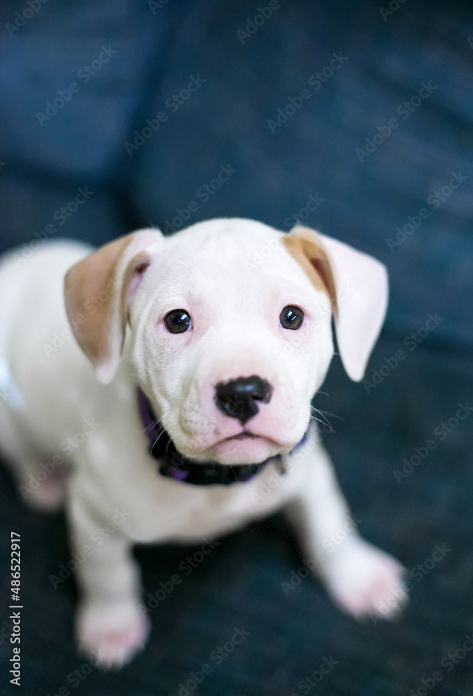 A white mixed breed puppy sitting on a couch and looking up at the camera A white mixed breed puppy sitting on a couch and looking up at the camera