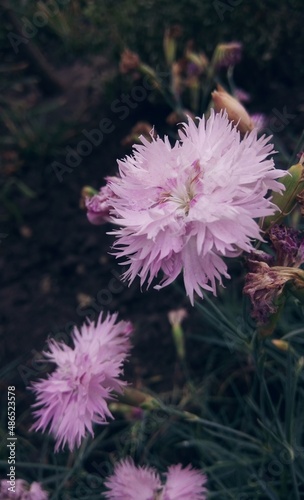 Dianthus plumarius