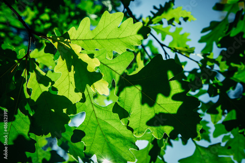 Green foliage of oak tree against the blue sky on summer day. Abstract leafy background. View from below.