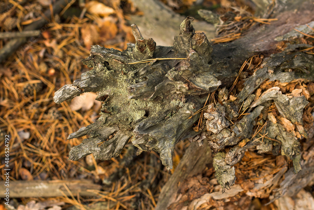 bark of an old tree bark of an old tree