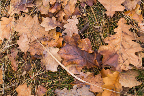 fallen wet oak leaves in the woods