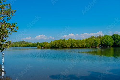 rio con arboles de manglares 