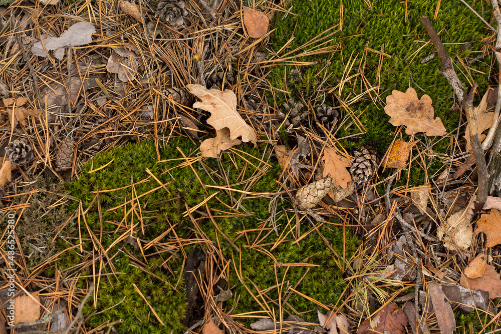 Fototapeta premium moss leaves cones autumn