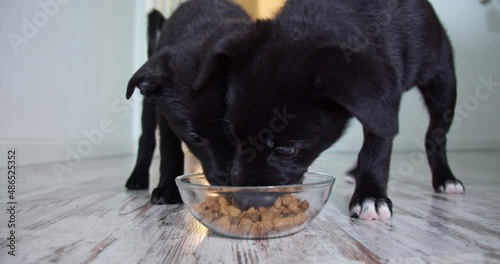 two dark hungry and happy puppies run around the house to start eating their favorite food. dog food in a clear, glass plate. dog food from metal bowl, concept of online shop delivery for pets