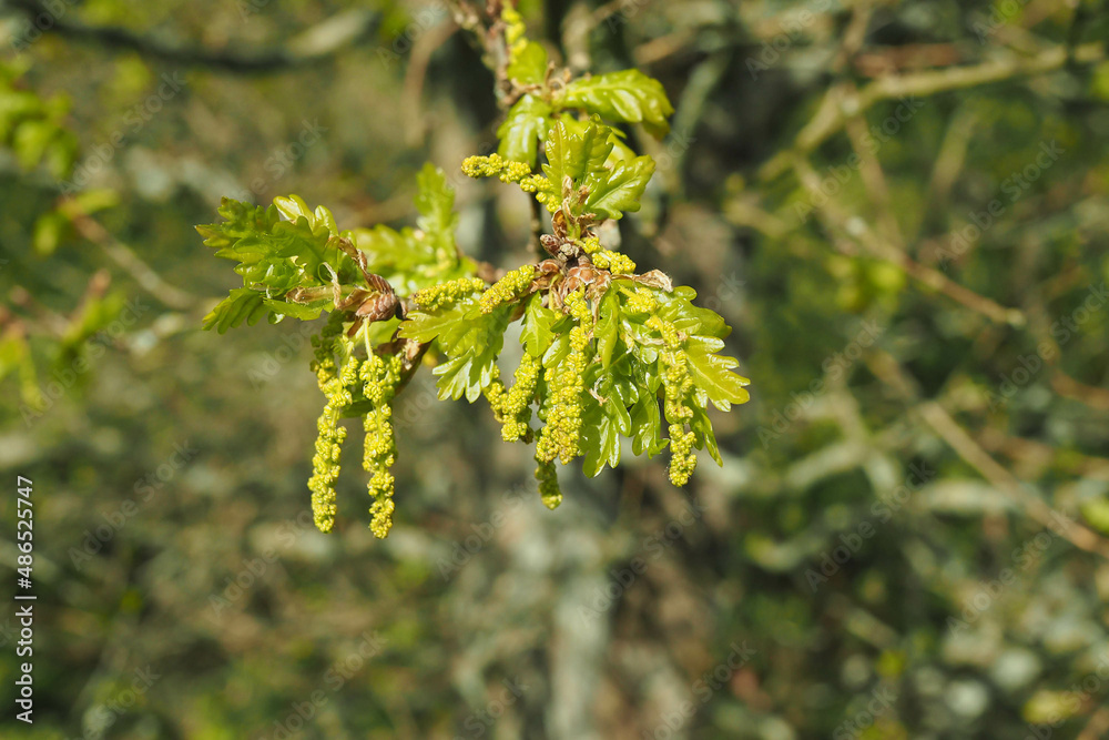 Fototapeta premium Blüte der Stiel-Eiche