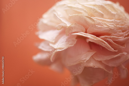 Ranunculus in cream/rose tones, close up, background orange/yellow