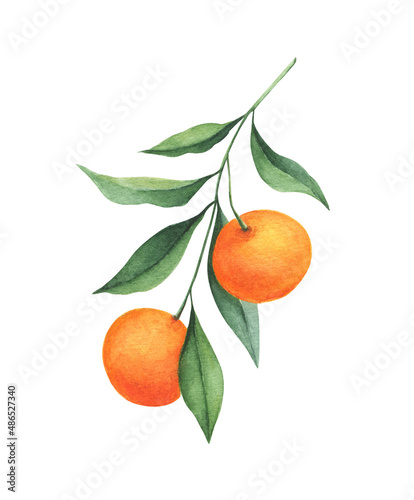 Orange branch watercolor illustration isolated on white background. Perfect for wedding invitation, print, cards. 