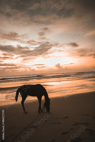 horse at sunset © dreamframes