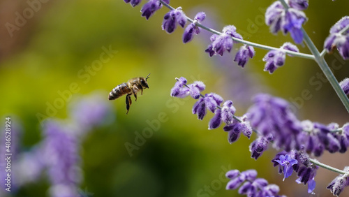 Fototapeta Naklejka Na Ścianę i Meble -  Honey bee flies to a flower