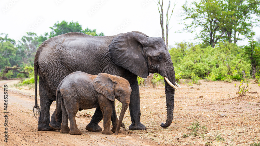 Mom and baby elephant