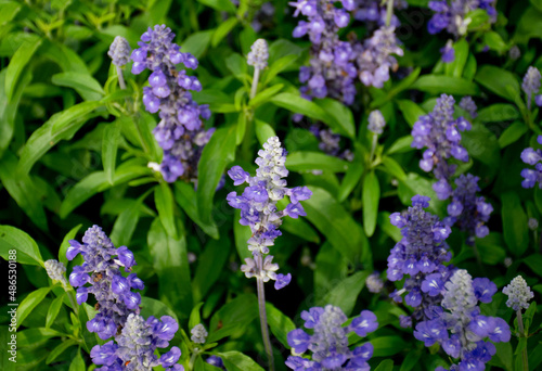 baikal skullcap scutellaria baicalensis selective focus photo