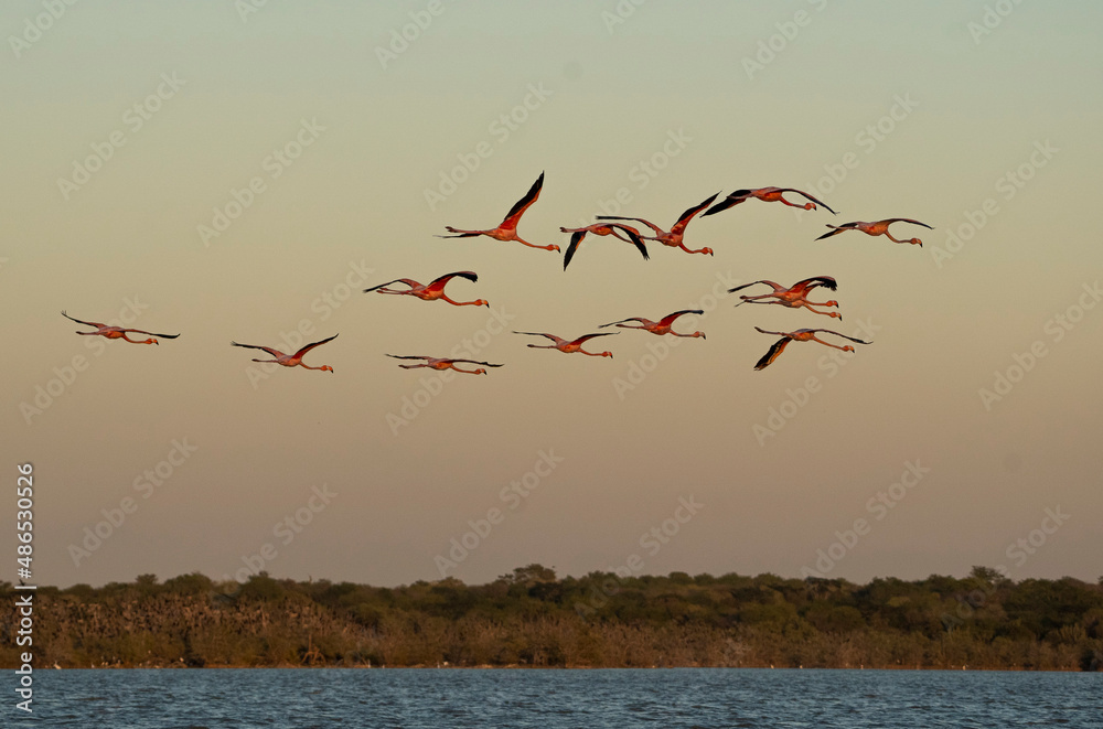 Fototapeta premium Flamingos
