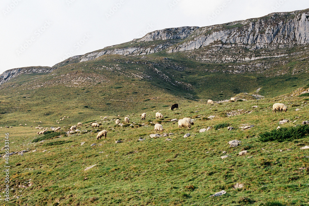 Herd of sheep grazes on a green pasture in the mountains