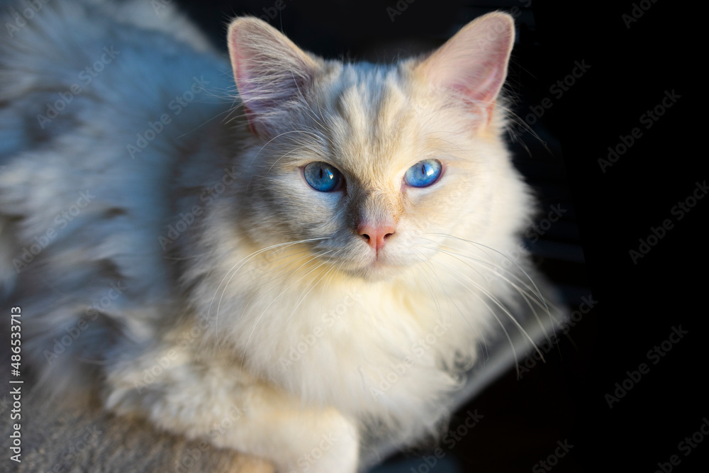 Pastis the ragdoll cat.