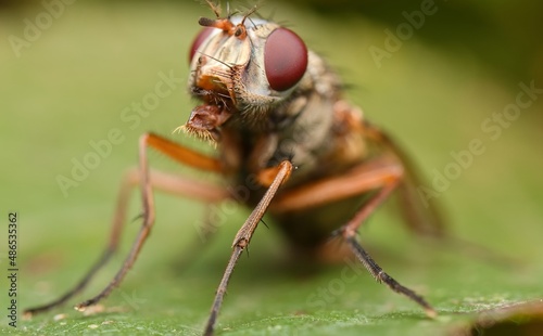 detail of the mouth of a fly