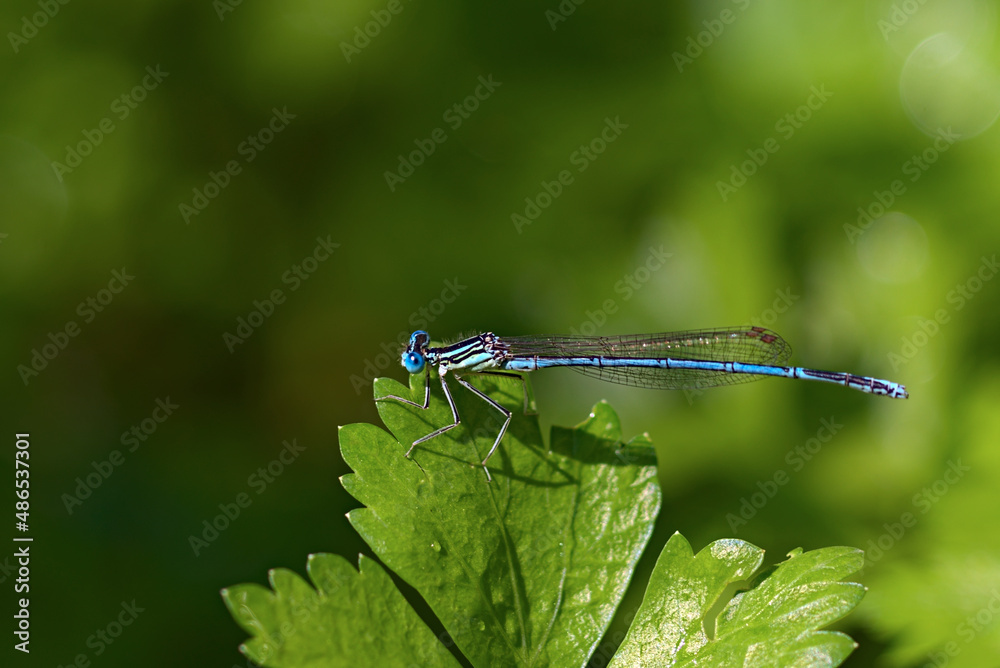 _DSC20130715M8 _DSC20130715M8