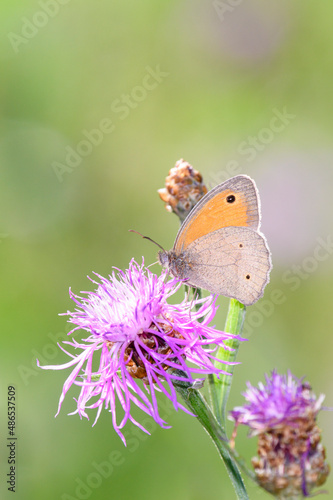Meadow Brown butterfly - Maniola jurtina resting on Centaurea jacea