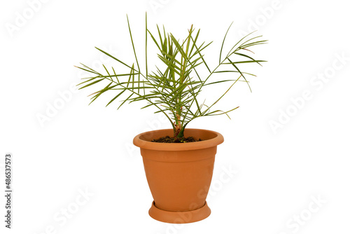 A beautiful palm tree in the pot isolated on white background - How to care for palms concept - Date palm tree Phoenix dactylifera