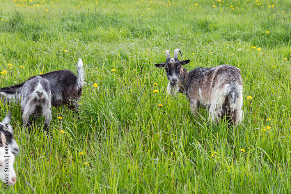 Cute free range goatling on organic natural eco animal farm freely grazing in meadow background. Domestic goat graze chewing in pasture. Modern animal livestock, ecological farming. Animal rights