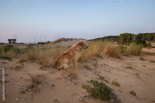 Lonely red dog sits on a sea dune looks into the distance and waits for the owner