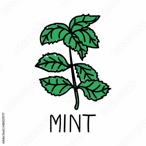 Mint, hand-drawn doodle-style element. Logo and emblem packaging design template - spices - mint leaves. Logo in a trendy linear style.