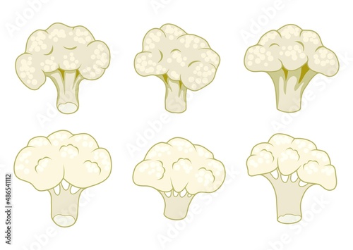 vector cauliflower cabbage pieces