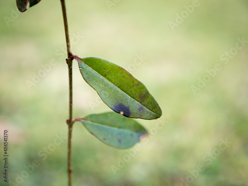 Photography leaf spot disease on ligustrum - wild privet