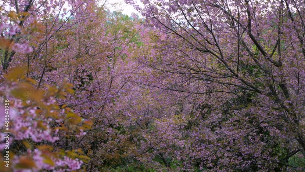 Beautiful pink cherry trees, beautiful sakura flowers in spring season in national park. Natural floral background. Doi Inthanon National Park in north of Thailand Beautiful pink cherry trees, beautiful sakura flowers in spring season in national park. Natural floral background. Doi Inthanon National Park in north of Thailand