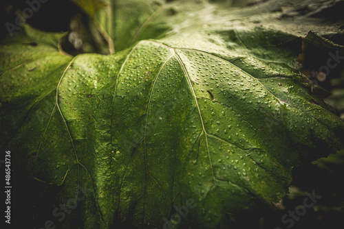 green leave with morning dew