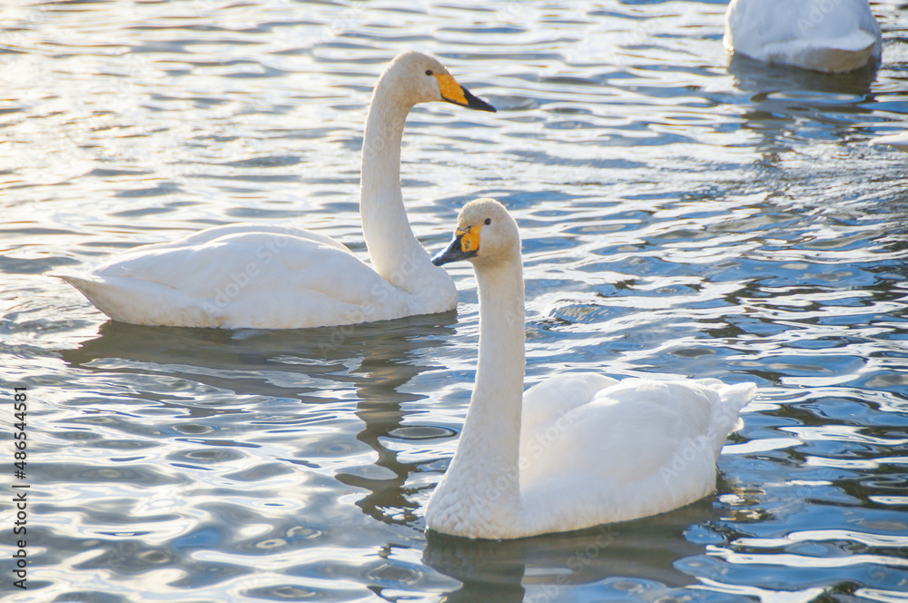 Obraz premium 湖の白鳥 北海道 大沼公園