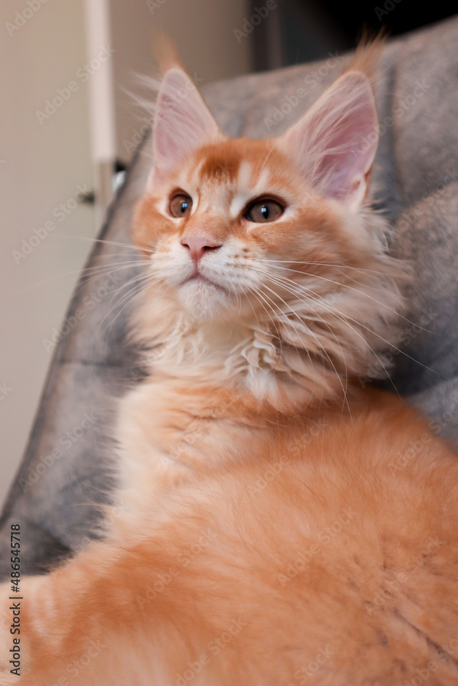 portrait of a Maine Coon on a gray chair