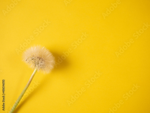 White dandelion blowball on yellow background  copy space