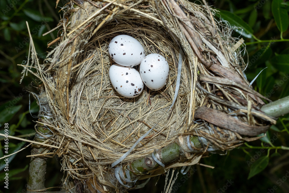 Oriolus oriolus. The nest of the Golden Oriole in nature. Oriolus oriolus. The nest of the Golden Oriole in nature.
