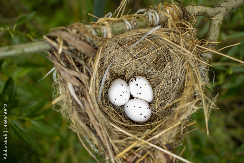 Oriolus oriolus. The nest of the Golden Oriole in nature. Oriolus oriolus. The nest of the Golden Oriole in nature.
