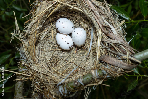 Oriolus oriolus. The nest of the Golden Oriole in nature.