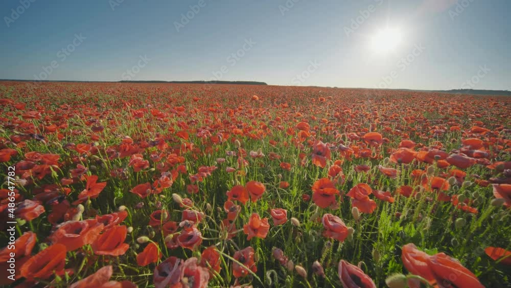 A large field of red poppy flowers at sunset. Smooth movement.