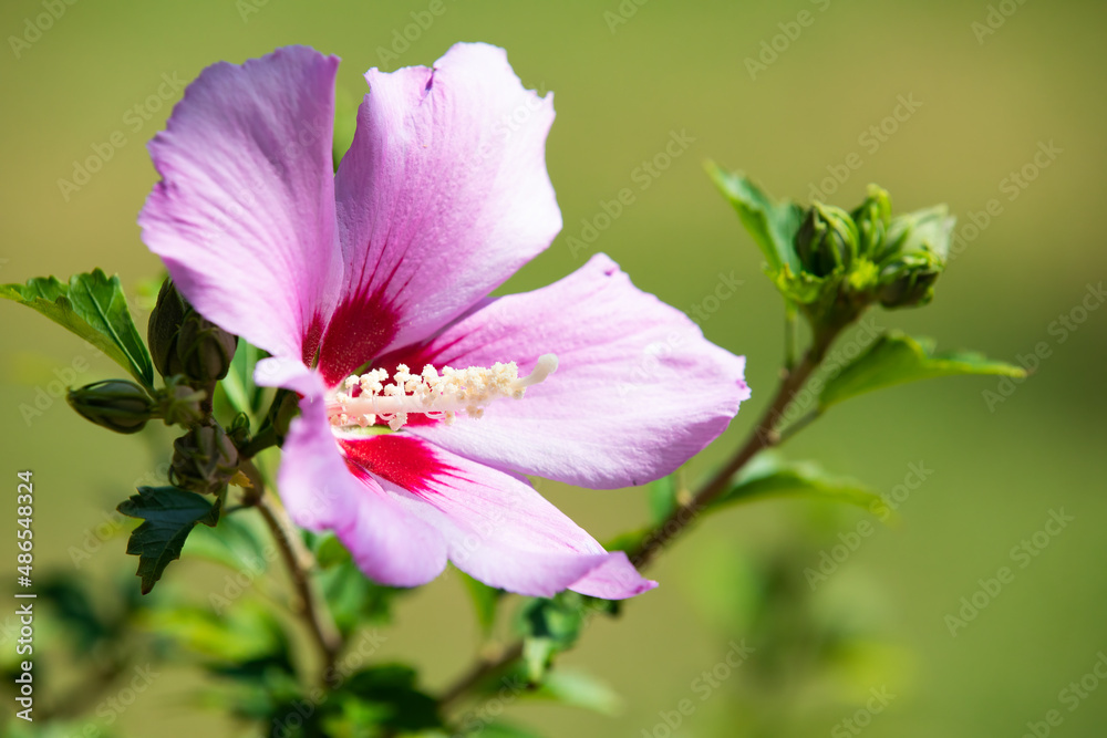 Obraz premium Macro view of pink Hibiscus flower in summer