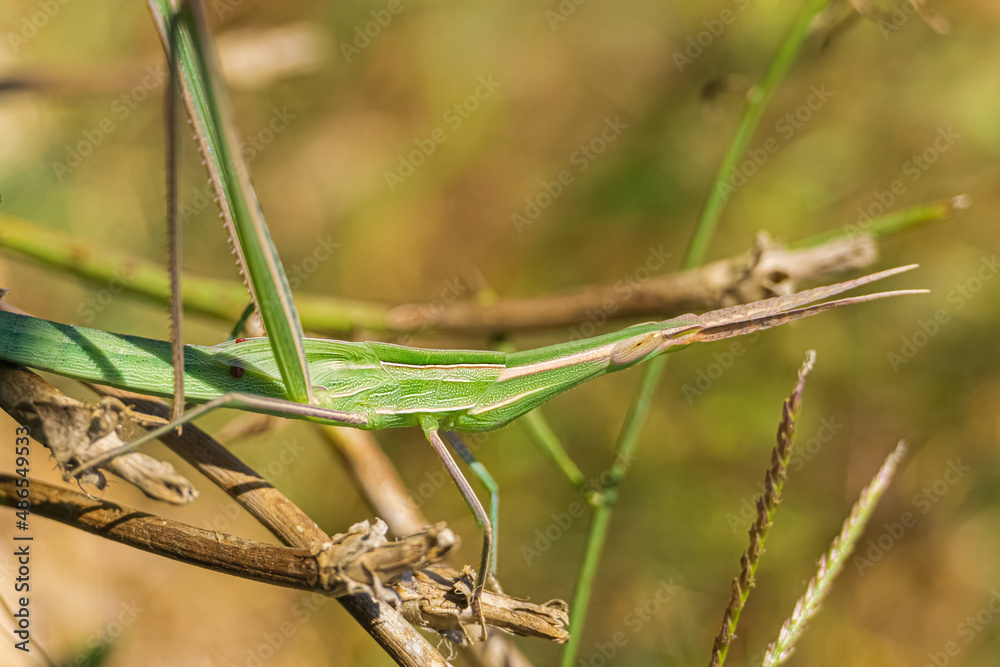 Green cone-headed grasshopper on branch. (Acrida ungarica) Green cone-headed grasshopper on branch. (Acrida ungarica)